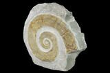Cretaceous Ammonite (Crioceratites) Fossil - France #153137-1